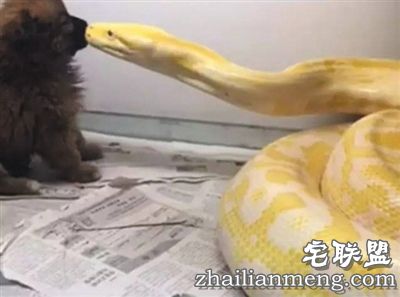 一条黄金蟒靠近一只棕色小泰迪，随即迅速叼住小狗头部，再用身体将其完全缠住，整个过程只有6秒。 视频截图