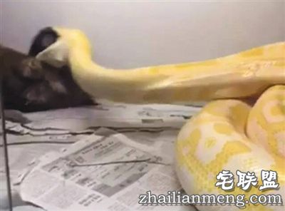 一条黄金蟒靠近一只棕色小泰迪，随即迅速叼住小狗头部，再用身体将其完全缠住，整个过程只有6秒。 视频截图
