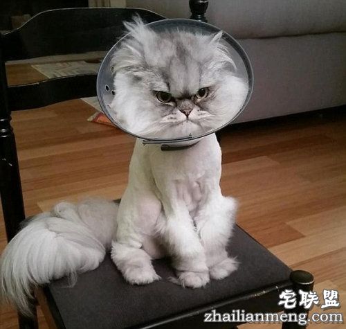 今天怎么不开心？新晋网红不爽猫表情神了