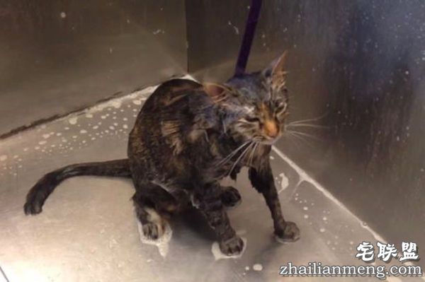 会说话的猫咪 每次洗澡都说“不要”