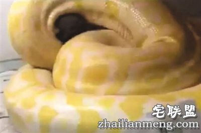 一条黄金蟒靠近一只棕色小泰迪，随即迅速叼住小狗头部，再用身体将其完全缠住，整个过程只有6秒。 视频截图