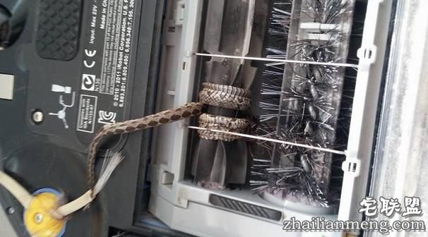 男子准备清洗自己的扫地机器人，没想到拆开一看差点被吓出心脏病