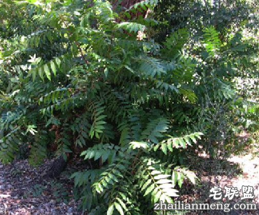 椿树上为何长出青菜叶 究竟是什么新物种