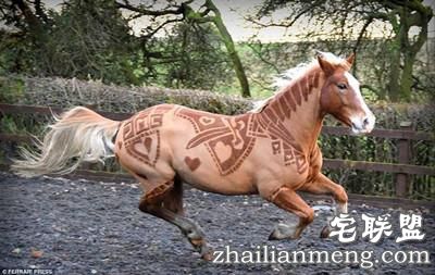 剪马毛也是一门硬技术！英国姑娘靠剪马毛被封为“艺术家”