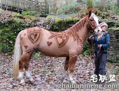 剪马毛也是一门硬技术！英国姑娘靠剪马毛被封为“艺术家”