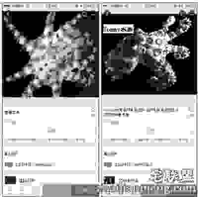 蓝环章鱼在网上售价从180元到1999元不等