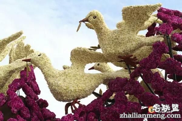 你一定没见过这么霸气的花，震惊全世界！