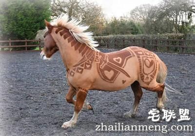 剪马毛也是一门硬技术！英国姑娘靠剪马毛被封为“艺术家”