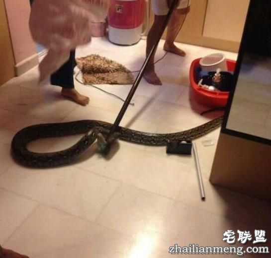 男子晚上下班回家洗澡，没想到下一秒竟然在厕所被差点吓个半死