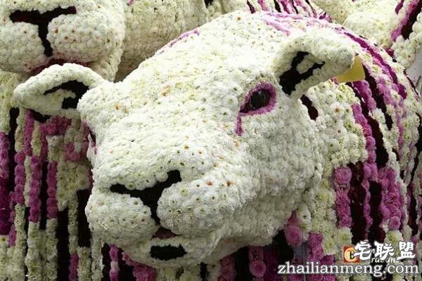 你一定没见过这么霸气的花，震惊全世界！