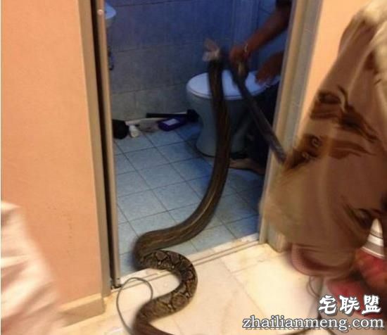 男子晚上下班回家洗澡，没想到下一秒竟然在厕所被差点吓个半死