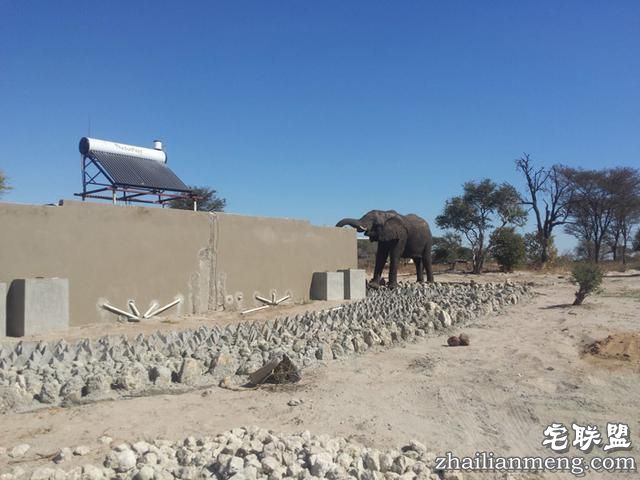 大象都跑到人家来偷水喝了，这个地方到底有多缺水？