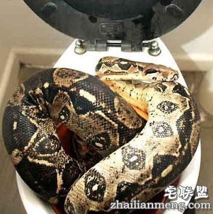 男子晚上下班回家洗澡，没想到下一秒竟然在厕所被差点吓个半死