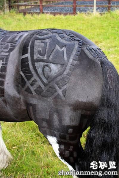 剪马毛也是一门硬技术！英国姑娘靠剪马毛被封为“艺术家”