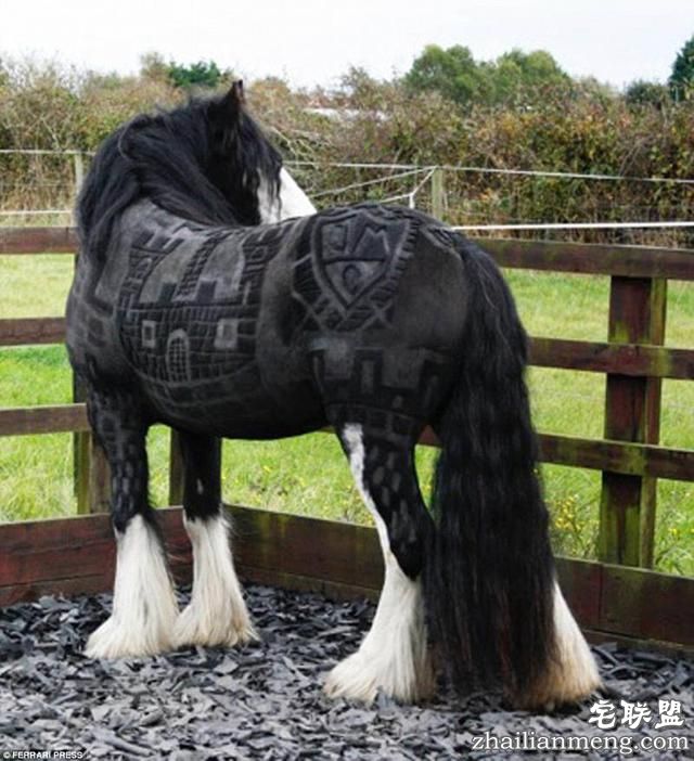 剪马毛也是一门硬技术！英国姑娘靠剪马毛被封为“艺术家”