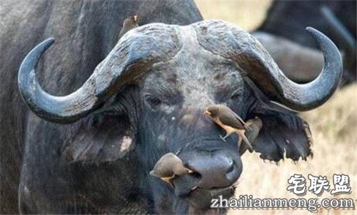 野牛鼻孔突然钻出奇怪物体 走进一看惊呆了!