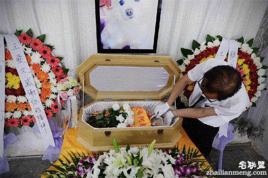 上海现宠物狗最豪华葬礼 百万豪车送行