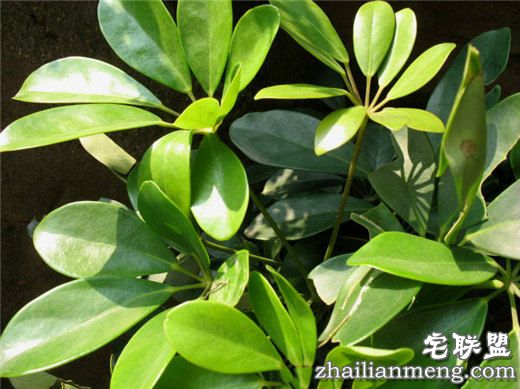 常见室内花卉图片及名称推荐