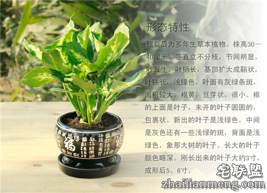 常见室内花卉图片及名称推荐