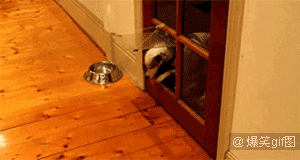 那些被玻璃伤过的汪们…都变成了小心谨慎的宝宝