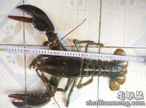 惊呆了!烟台现3.8斤大龙虾 90岁渔民称第一次见