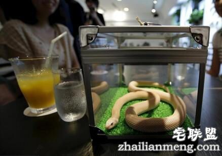 <a href=https://www.zhailm.com/e/tags/?tagname=%E6%97%A5%E6%9C%AC target=_blank class=infotextkey>日本</a>重口味咖啡屋，可以边喝饮料边赏蛇，现场顾客是这个反应！