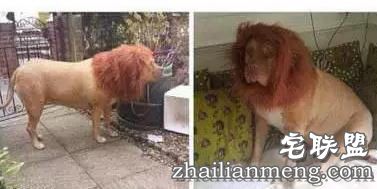 搞笑精选：学妹放心，等着师兄回来娶你