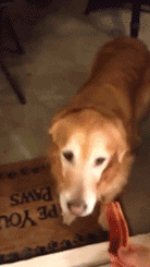 那些被玻璃伤过的汪们…都变成了小心谨慎的宝宝