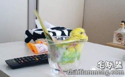 鹦鹉在家偷偷洗澡一个不小心失足成千古恨。逗翻了。