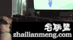 人类和喵星人的逗趣日常 这只猫都长成猪了！