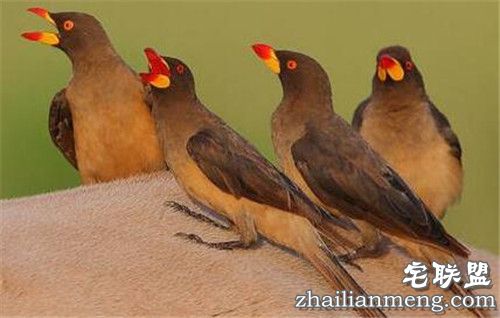 野牛鼻孔突然钻出奇怪物体 走进一看惊呆了!