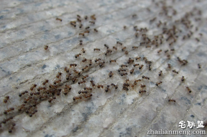 半夜全身爬满蚂蚁 如何消灭和预防入室蚂蚁？