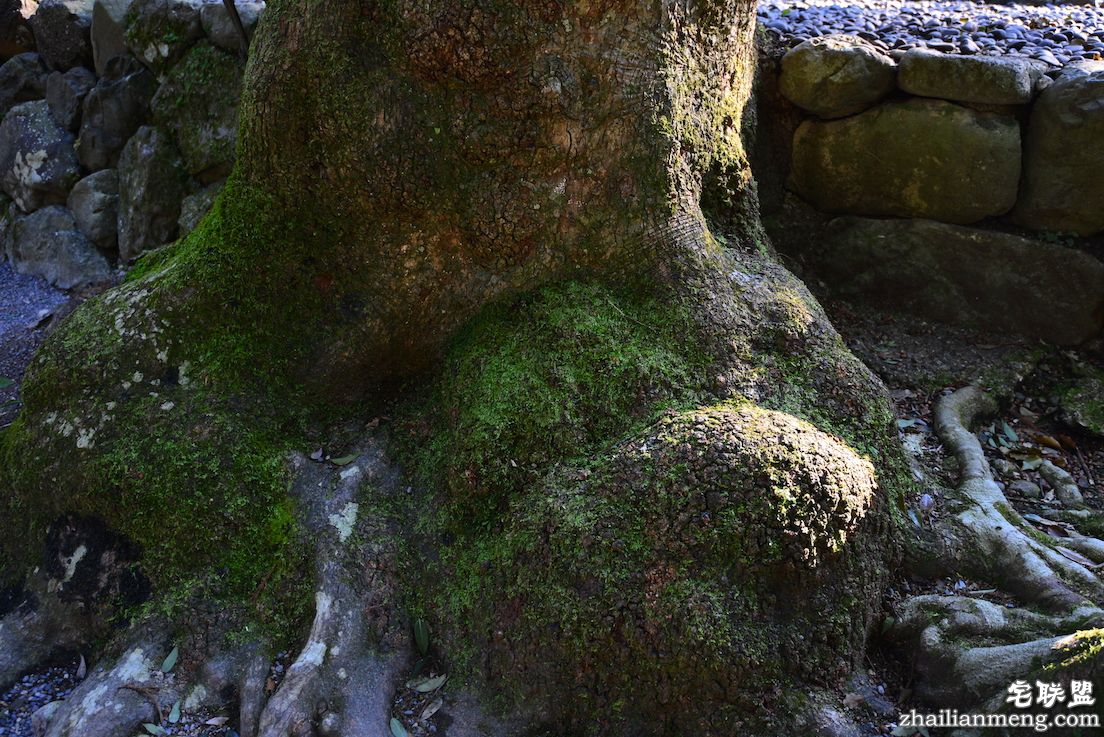 日夜兼程：第五日上午，参访伊势神宫@wildgun的2016早春关西游记