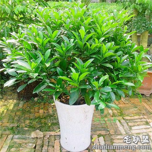 常见室内花卉图片及名称推荐