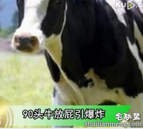 德国90头牛放屁引爆炸网友调侃:牛哥太霸气