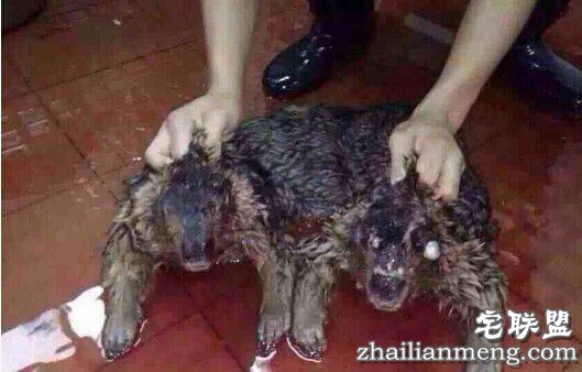 世上水猴子真的存在吗?以为是吓唬人的把戏,没想到真的存在