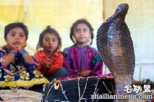 探秘!蛇人部落 毒蛇当嫁妆!