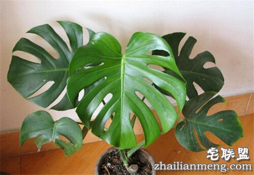 常见室内花卉图片及名称推荐