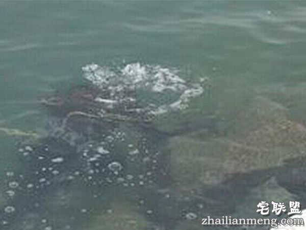 世上水猴子真的存在吗?以为是吓唬人的把戏,没想到真的存在