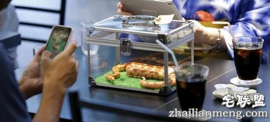 日本重口味咖啡屋，可以边喝饮料边赏蛇，现场顾客是这个反应！