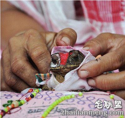 印度奇葩风俗：村民向"雨神"求雨竟然为青蛙举办婚礼