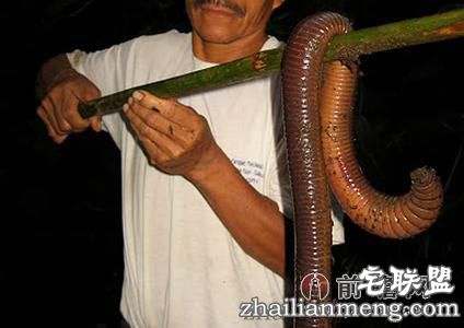 怪物级!巨型蚯蚓长达1.5米吓死人！