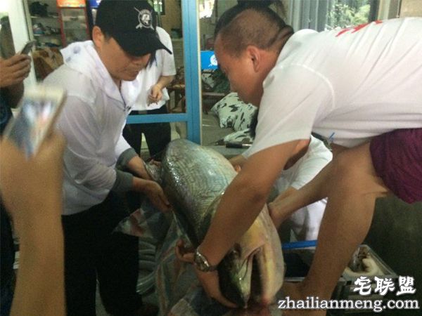 成都父子钓起百斤鳡鱼 较量3小时险被大鱼拉走