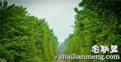 南京江宁的爱情隧道美翻了,不去后悔！