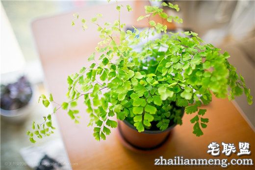 常见室内花卉图片及名称推荐