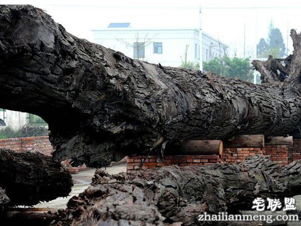 乌木有什么作用?