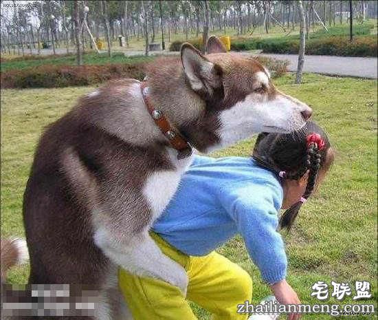 印度5岁女童疑遭性侵致死 警方给的真相：是狗干的