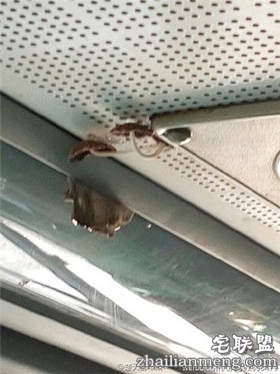 有意思!武汉公交车长蘑菇 乘客戏称养分充足