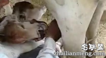 印度母牛产下神牛 小牛长出两个牛头实属罕见