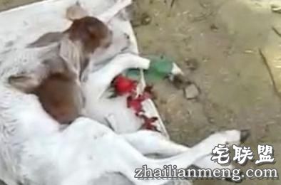 印度母牛产下神牛 小牛长出两个牛头实属罕见